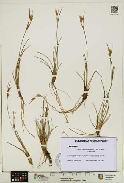 Carpha schoenoides [Espécimen: UDEC:CONC:0174655]