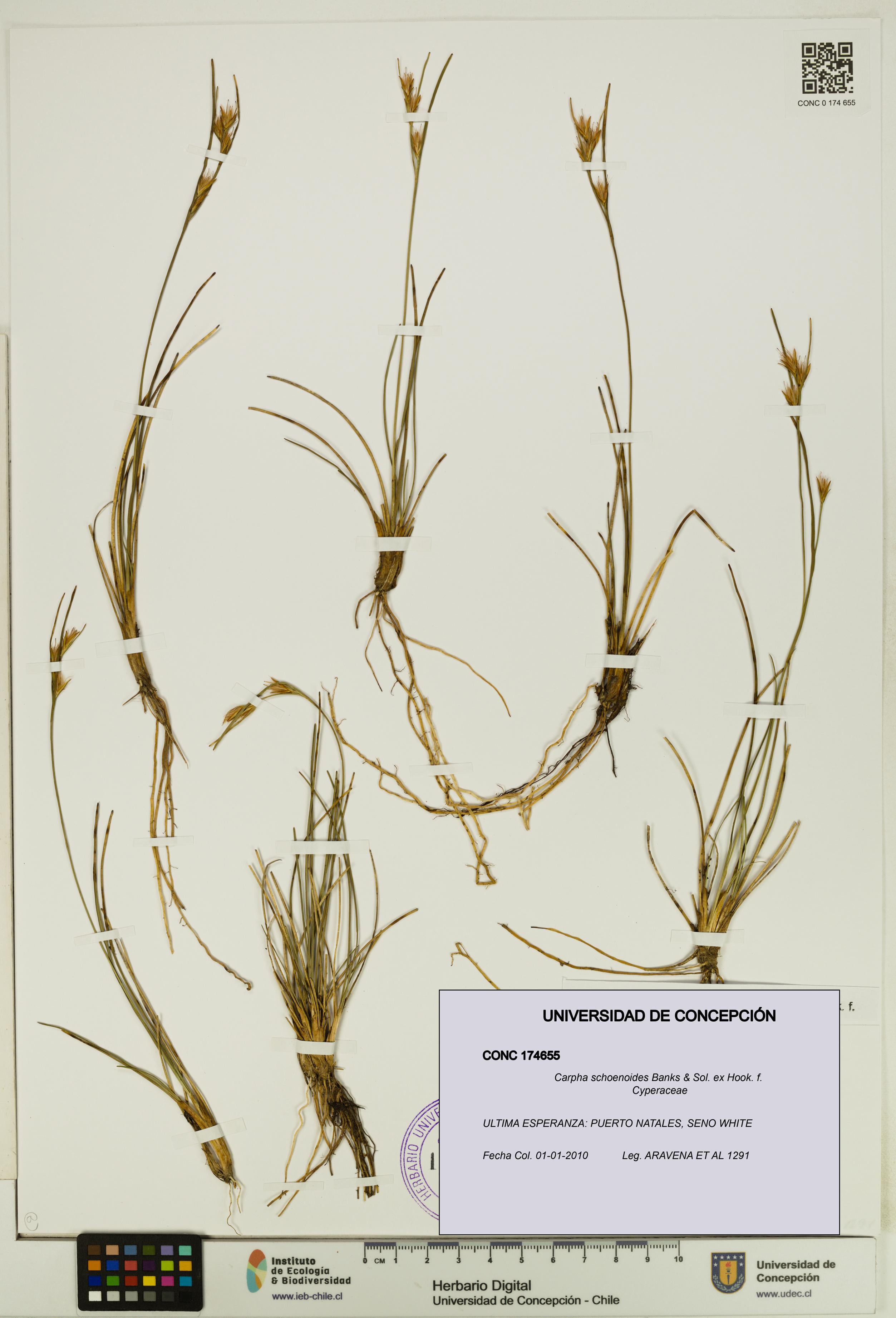 Carpha schoenoides [Espécimen: UDEC:CONC:0174655]