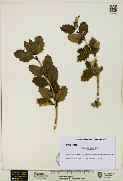 Desfontainia fulgens [Espécimen: UDEC:CONC:0174660]