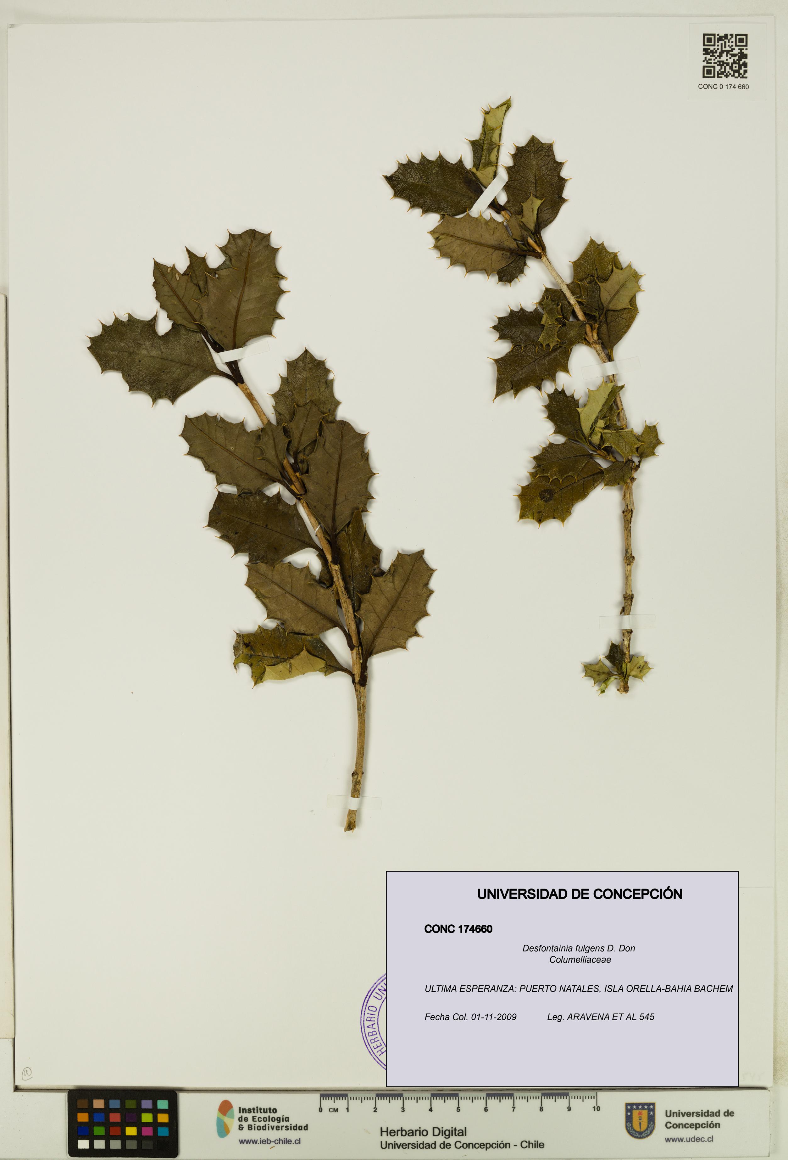 Desfontainia fulgens [Espécimen: UDEC:CONC:0174660]