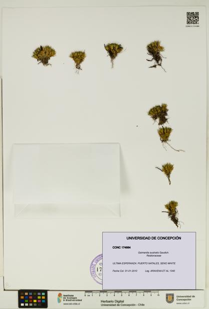 Gaimardia australis [Espécimen: UDEC:CONC:0174664]