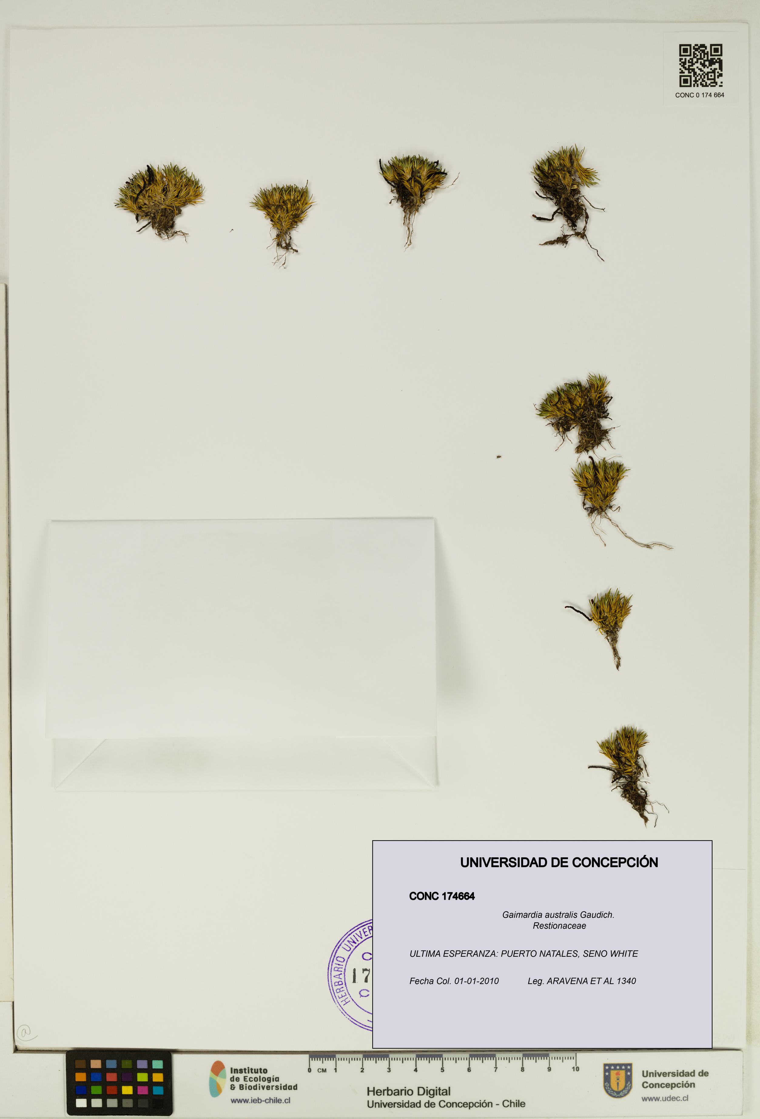 Gaimardia australis [Espécimen: UDEC:CONC:0174664]