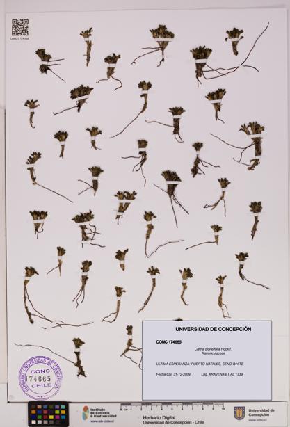 Caltha dioneifolia [Espécimen: UDEC:CONC:0174665]