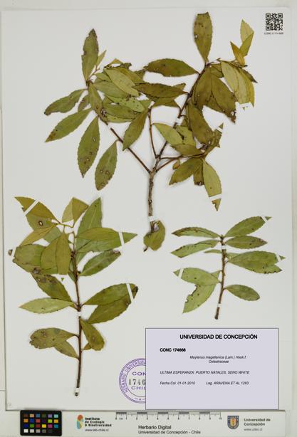 Maytenus magellanica [Espécimen: UDEC:CONC:0174668]