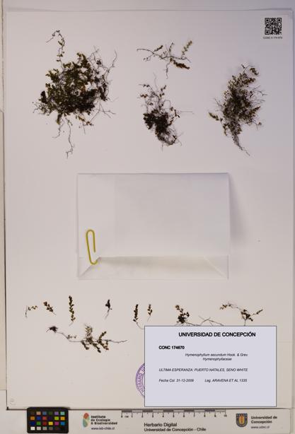 Hymenophyllum secundum [Espécimen: ]