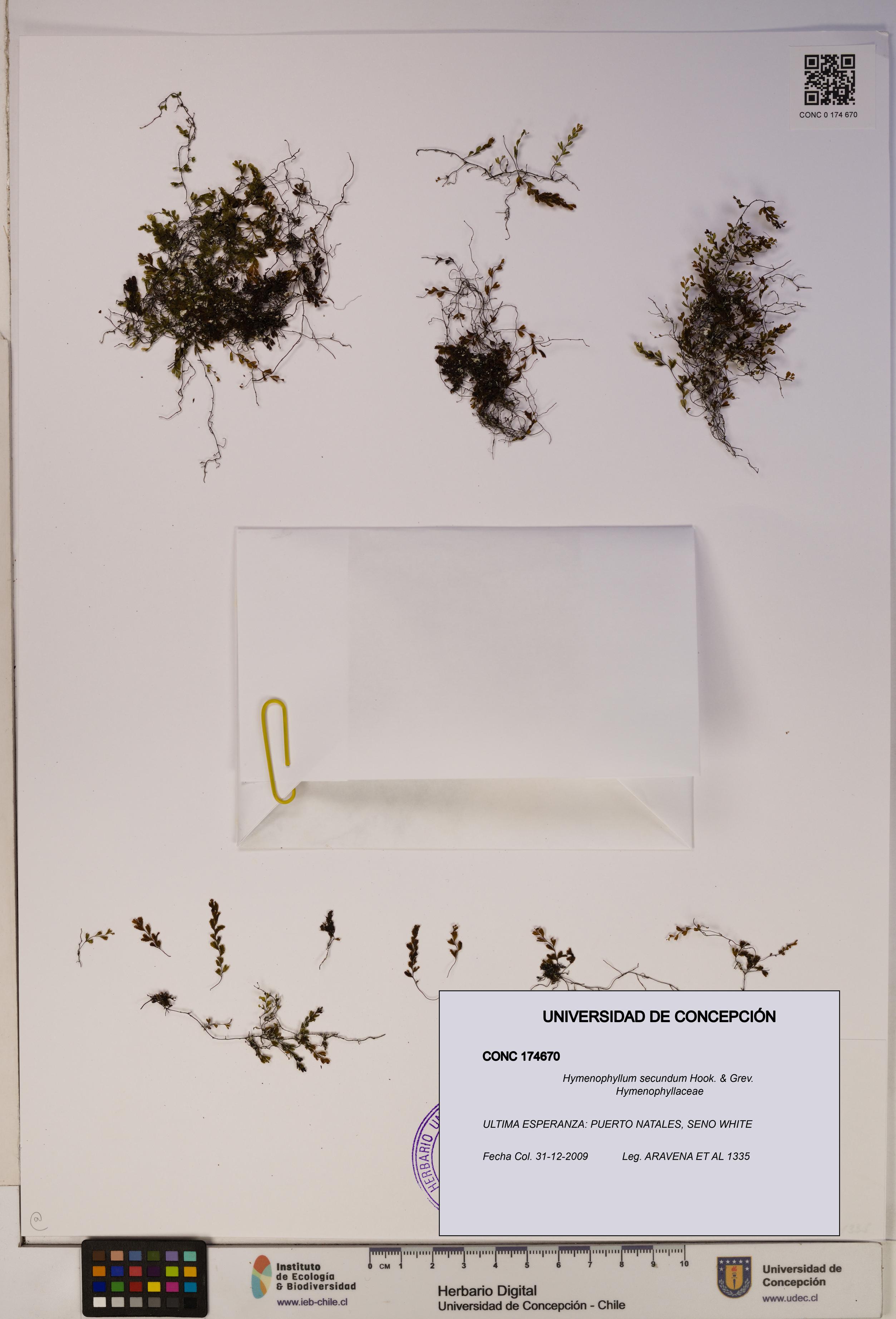 Hymenophyllum secundum [Espécimen: ]