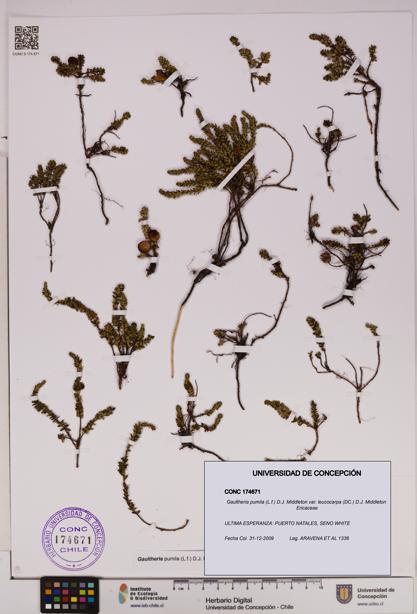 Gaultheria pumila var. leucocarpa [Espécimen: UDEC:CONC:0174671]