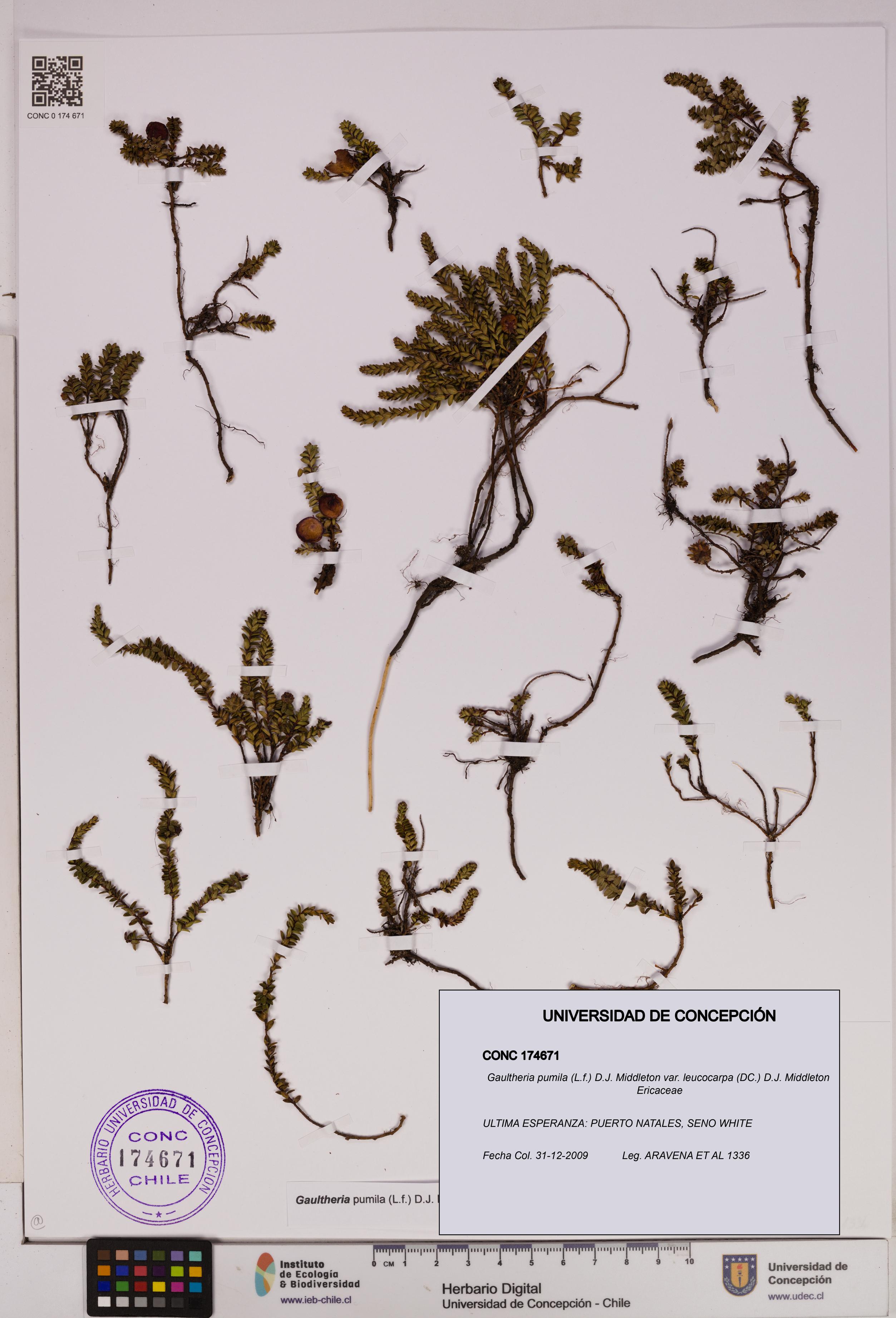 Gaultheria pumila var. leucocarpa [Espécimen: UDEC:CONC:0174671]