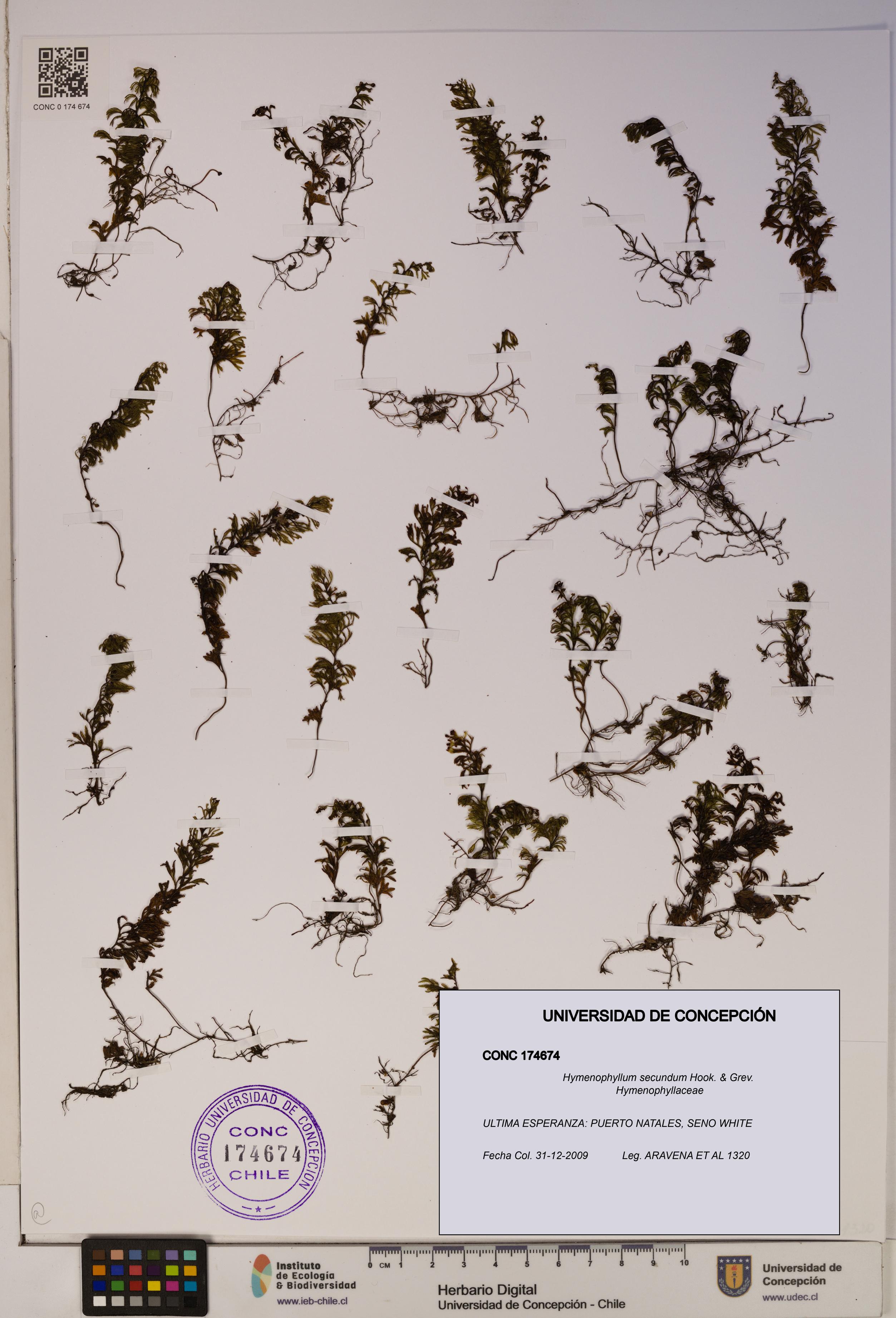 Hymenophyllum secundum [Espécimen: ]