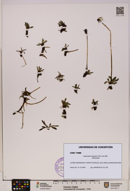 Hypochaeris palustris [Espécimen: UDEC:CONC:0174680]