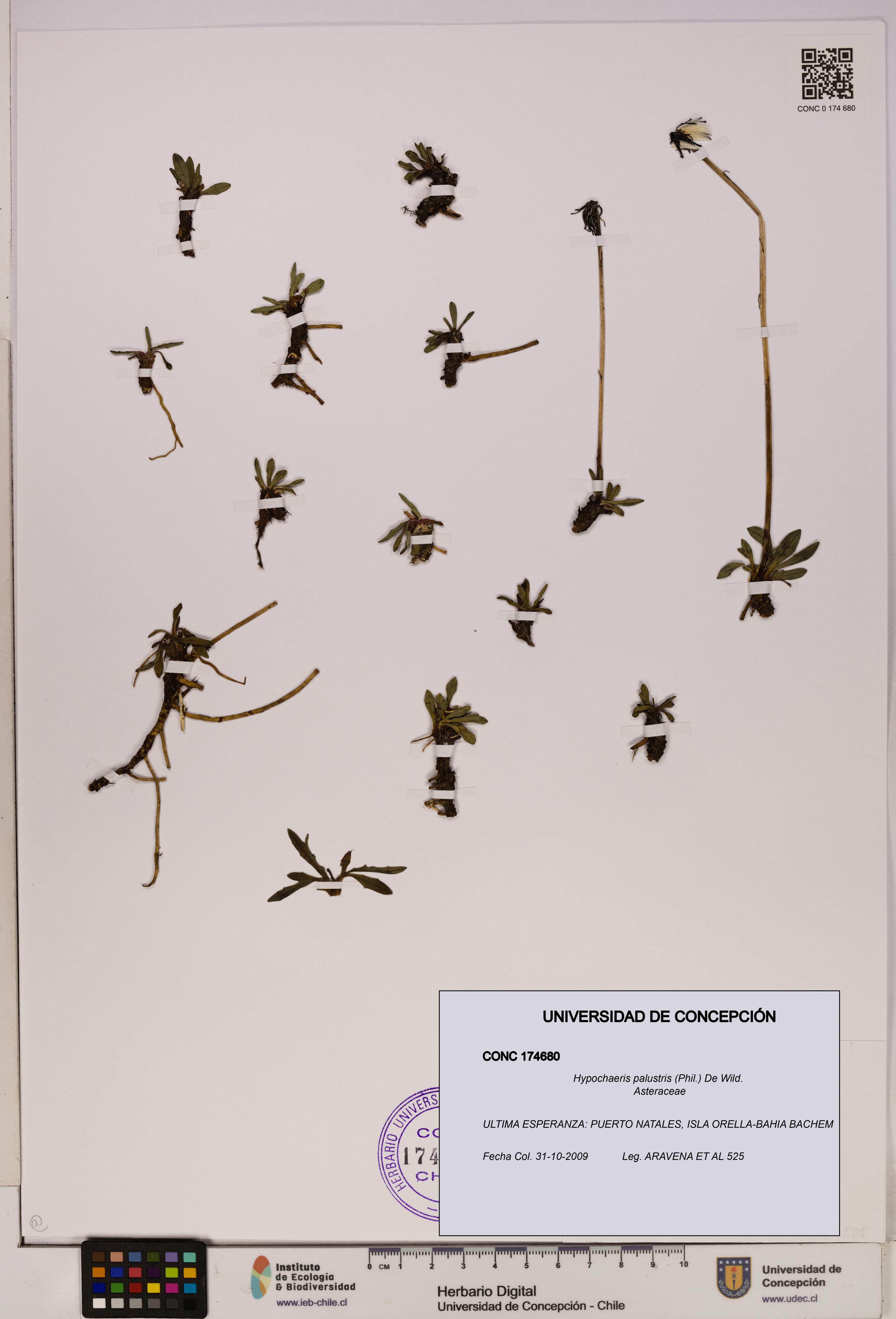 Hypochaeris palustris [Espécimen: UDEC:CONC:0174680]