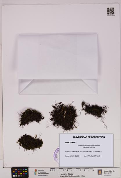 Hymenophyllum falklandicum [Espécimen: UDEC:CONC:0174687]