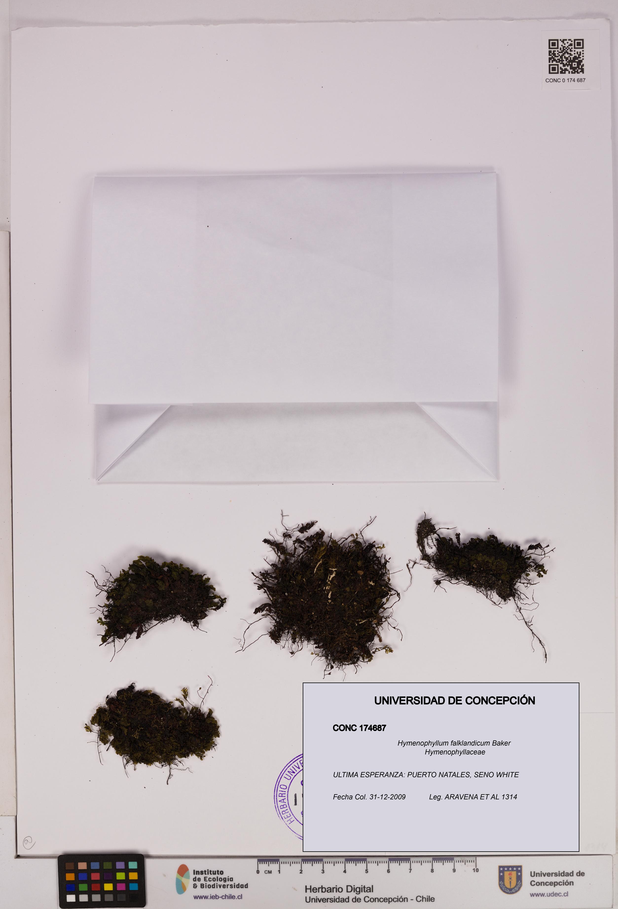 Hymenophyllum falklandicum [Espécimen: UDEC:CONC:0174687]