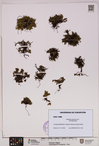 Drapetes muscosus [Espécimen: UDEC:CONC:0174689]