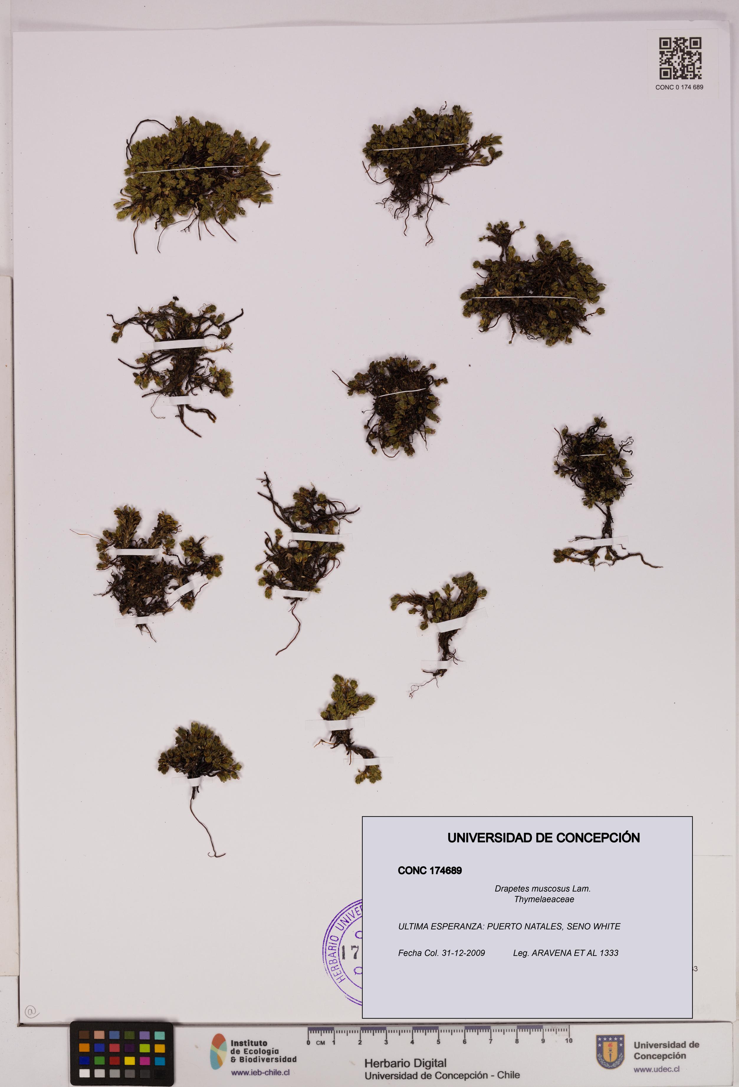 Drapetes muscosus [Espécimen: UDEC:CONC:0174689]