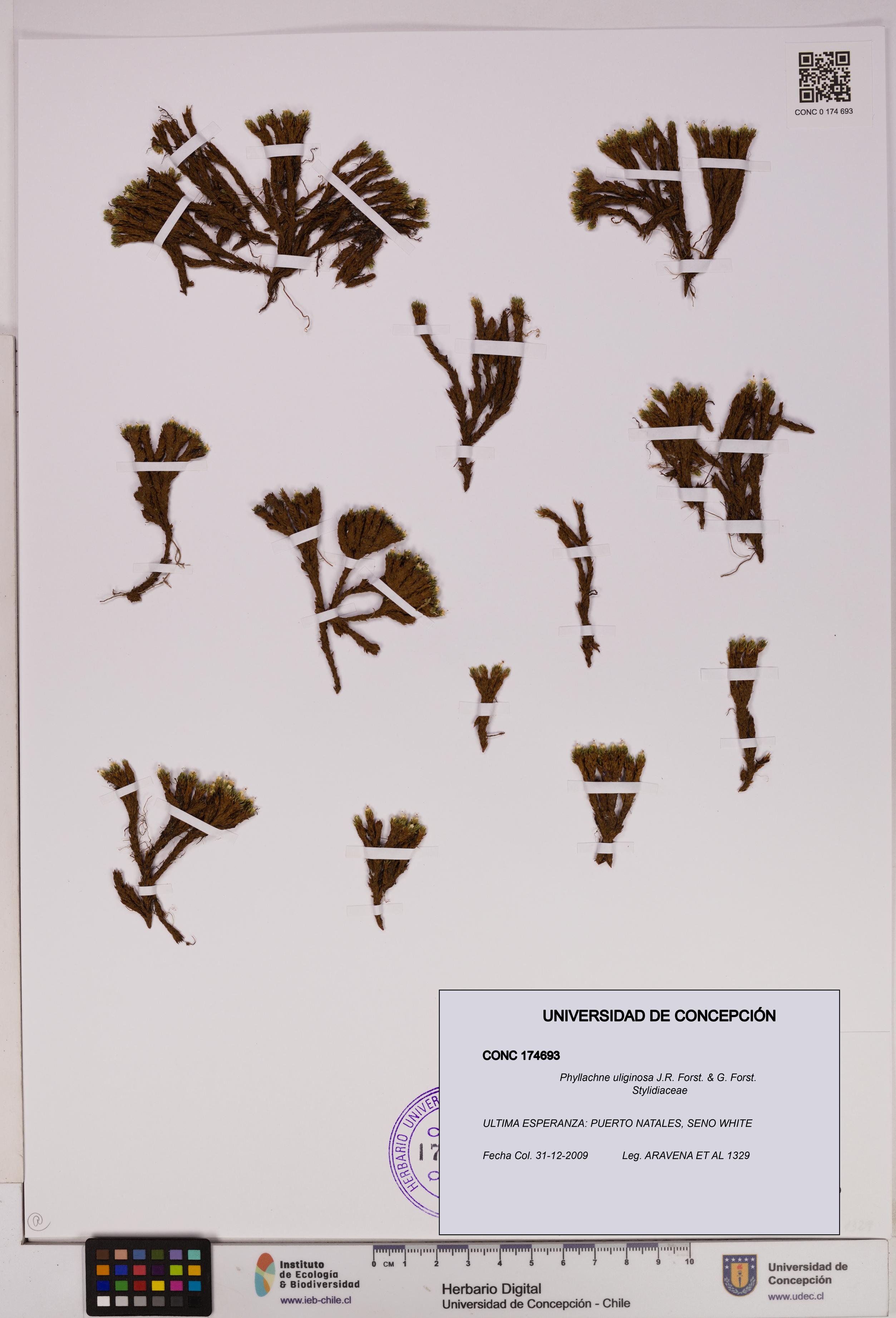 Phyllachne uliginosa [Espécimen: UDEC:CONC:0174693]