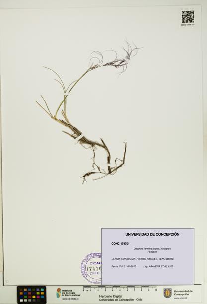 Ortachne rariflora [Espécimen: UDEC:CONC:0174701]