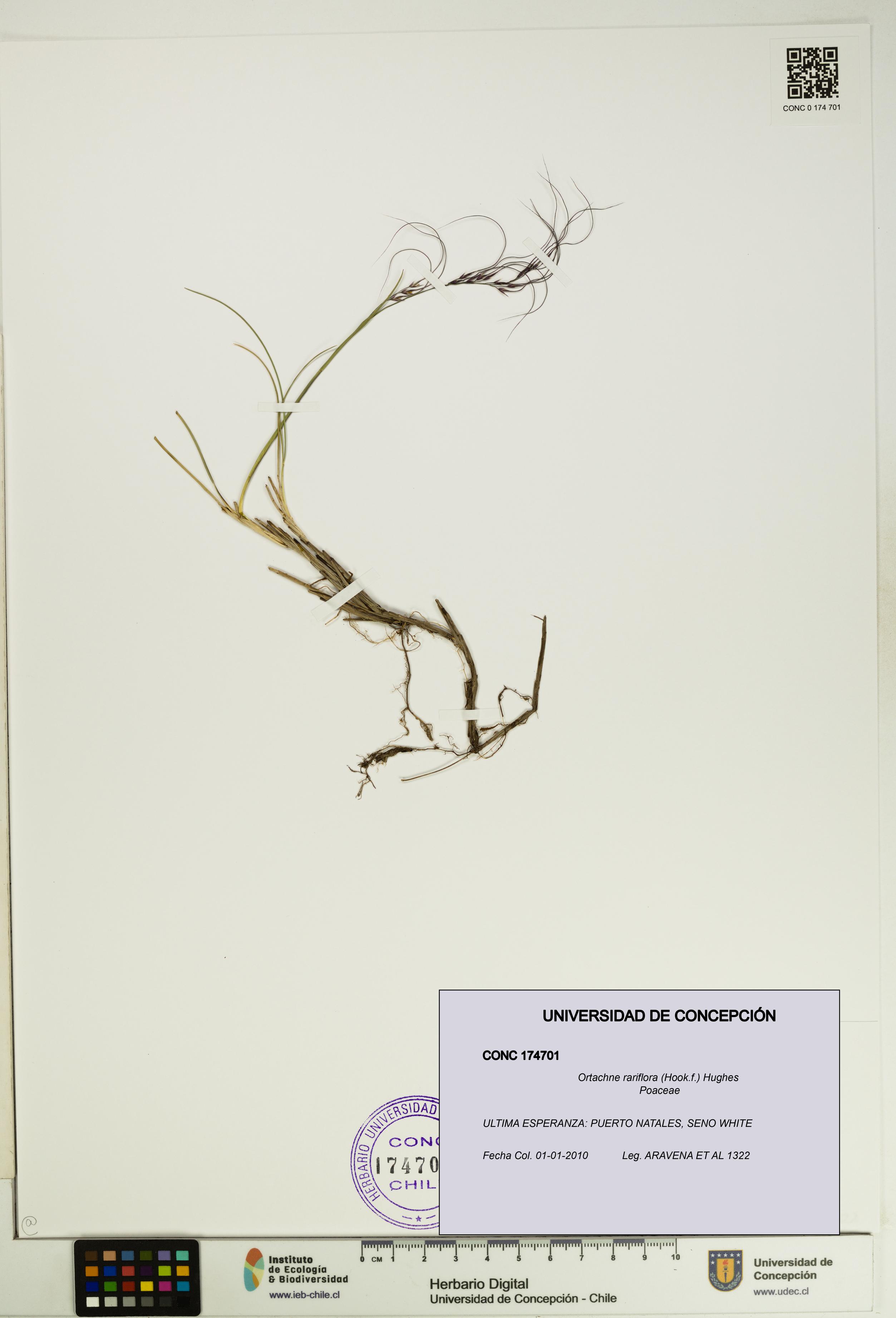 Ortachne rariflora [Espécimen: UDEC:CONC:0174701]