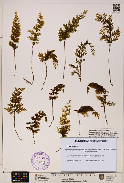 Hymenophyllum ferrugineum [Espécimen: UDEC:CONC:0174712]