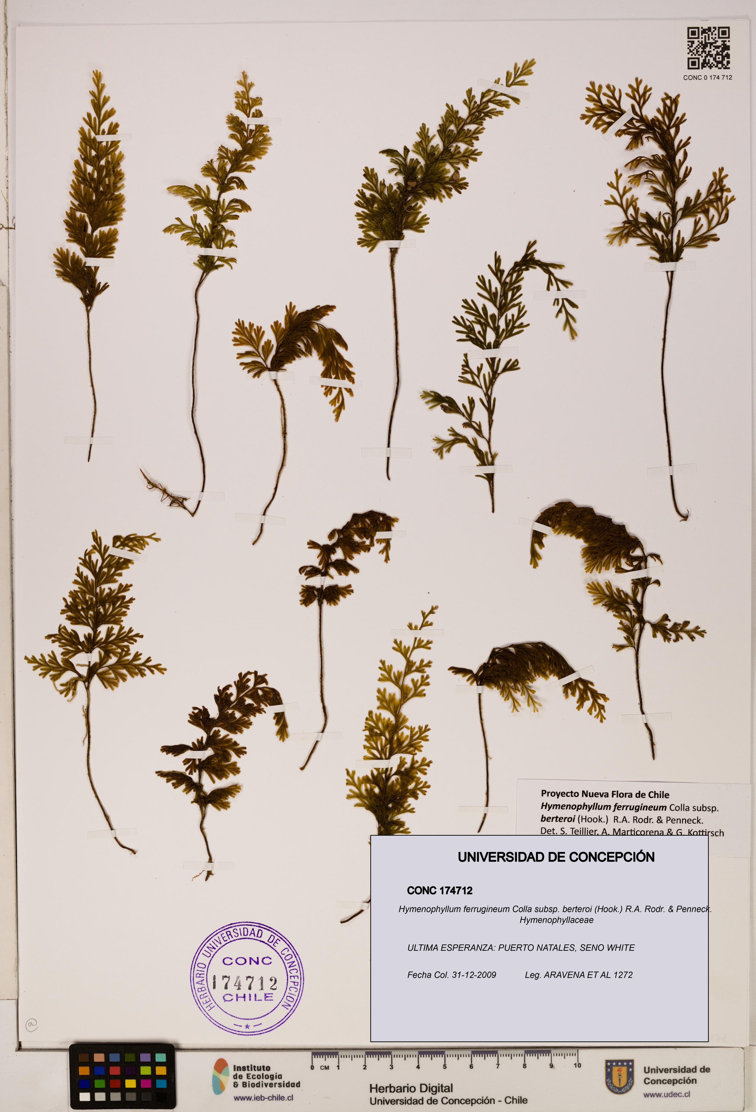 Hymenophyllum ferrugineum [Espécimen: UDEC:CONC:0174712]