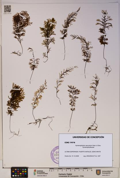 Hymenophyllum secundum [Espécimen: ]