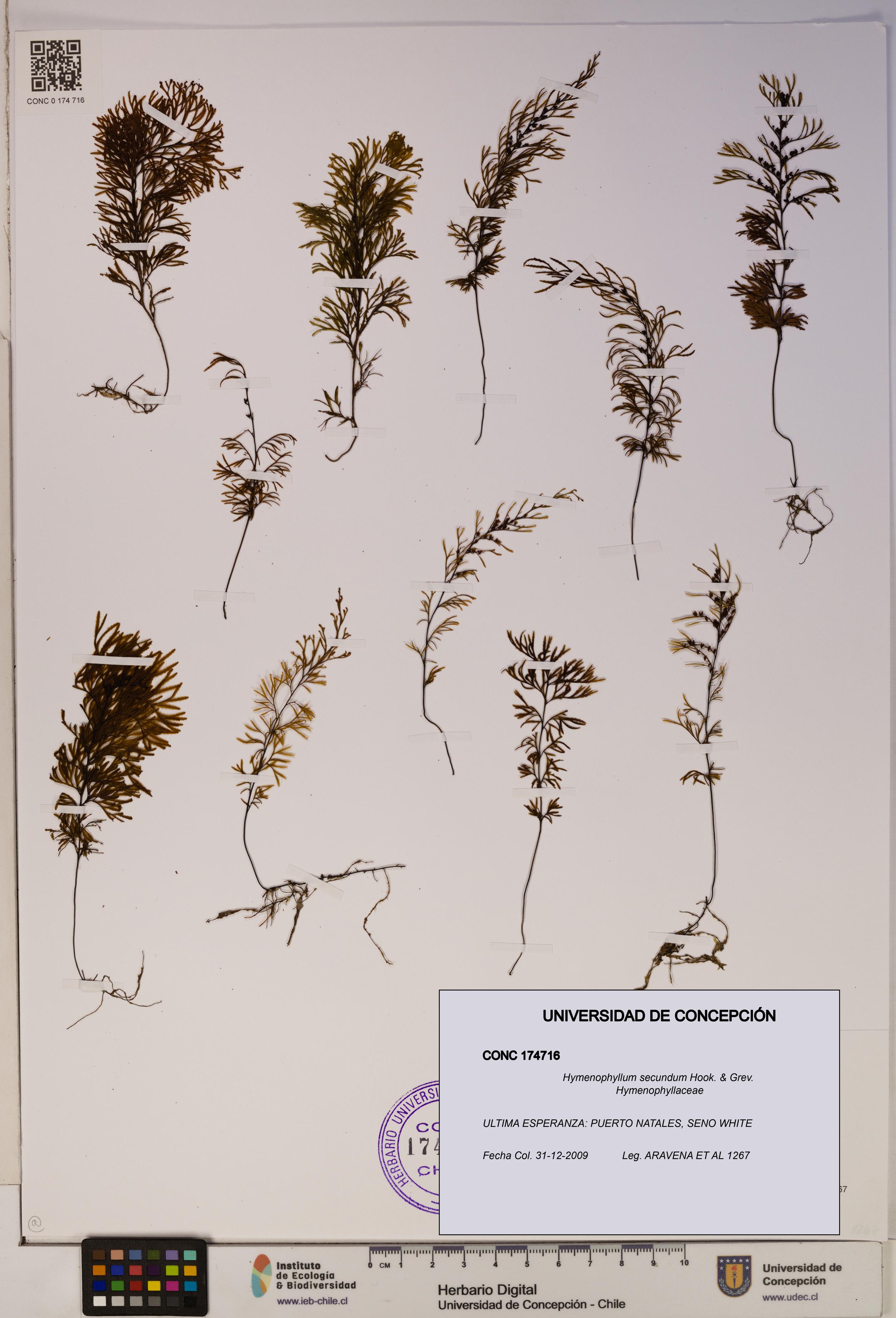 Hymenophyllum secundum [Espécimen: ]