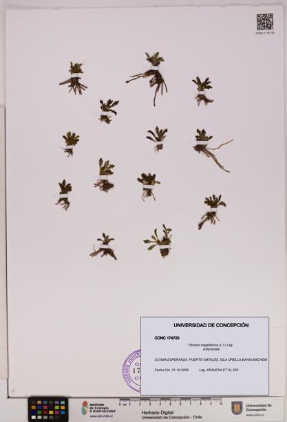 Perezia magellanica [Espécimen: UDEC:CONC:0174720]