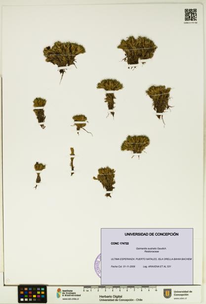 Gaimardia australis [Espécimen: UDEC:CONC:0174722]