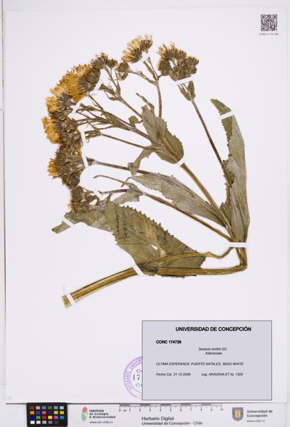 Senecio smithii [Espécimen: ]