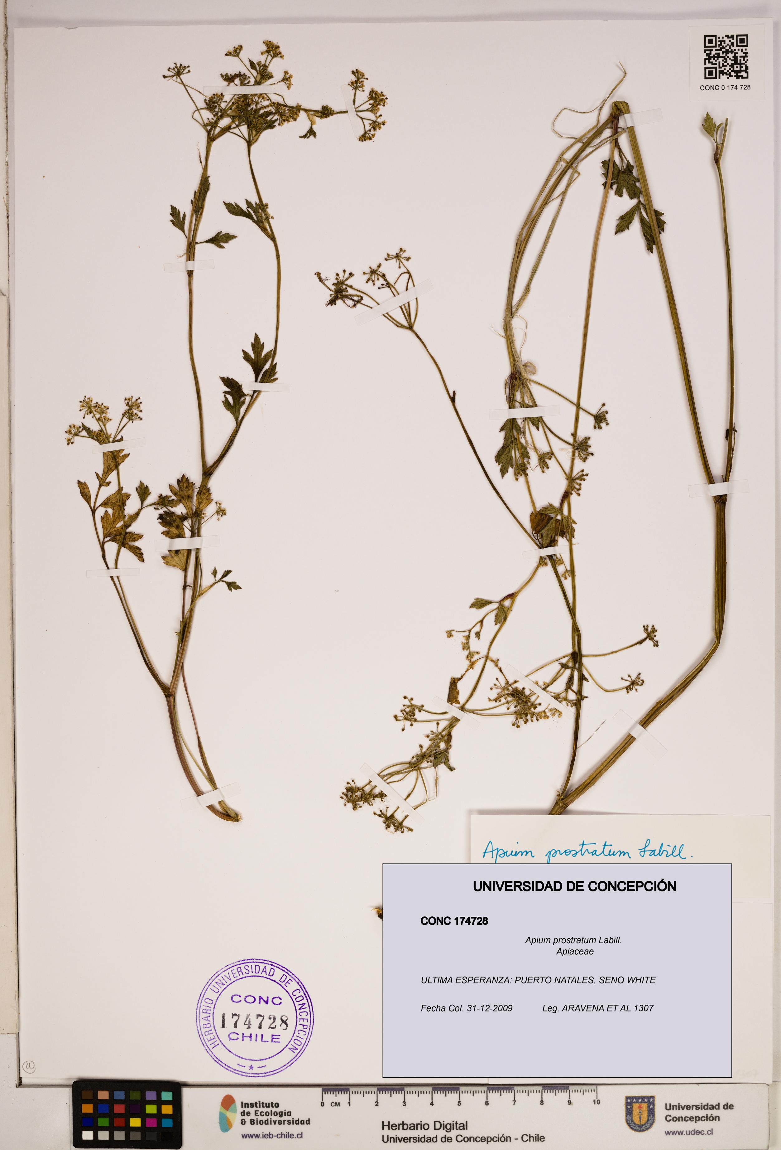 Apium prostratum [Espécimen: ]