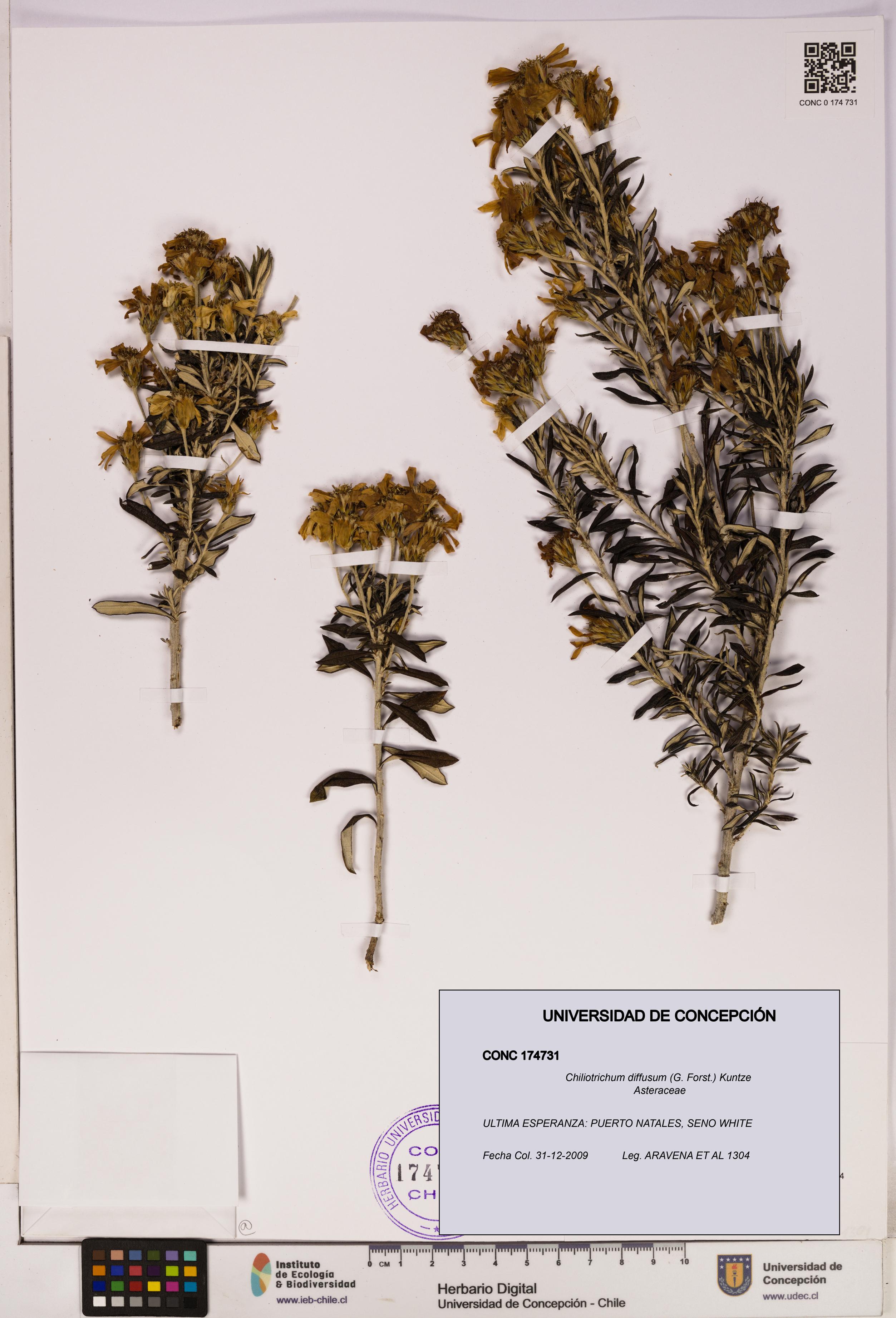Chiliotrichum diffusum [Espécimen: UDEC:CONC:0174731]