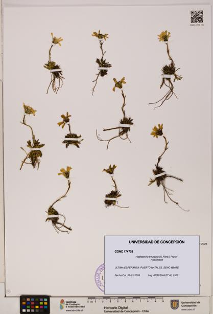 Haplosticha trifurcata [Espécimen: UDEC:CONC:0174733]