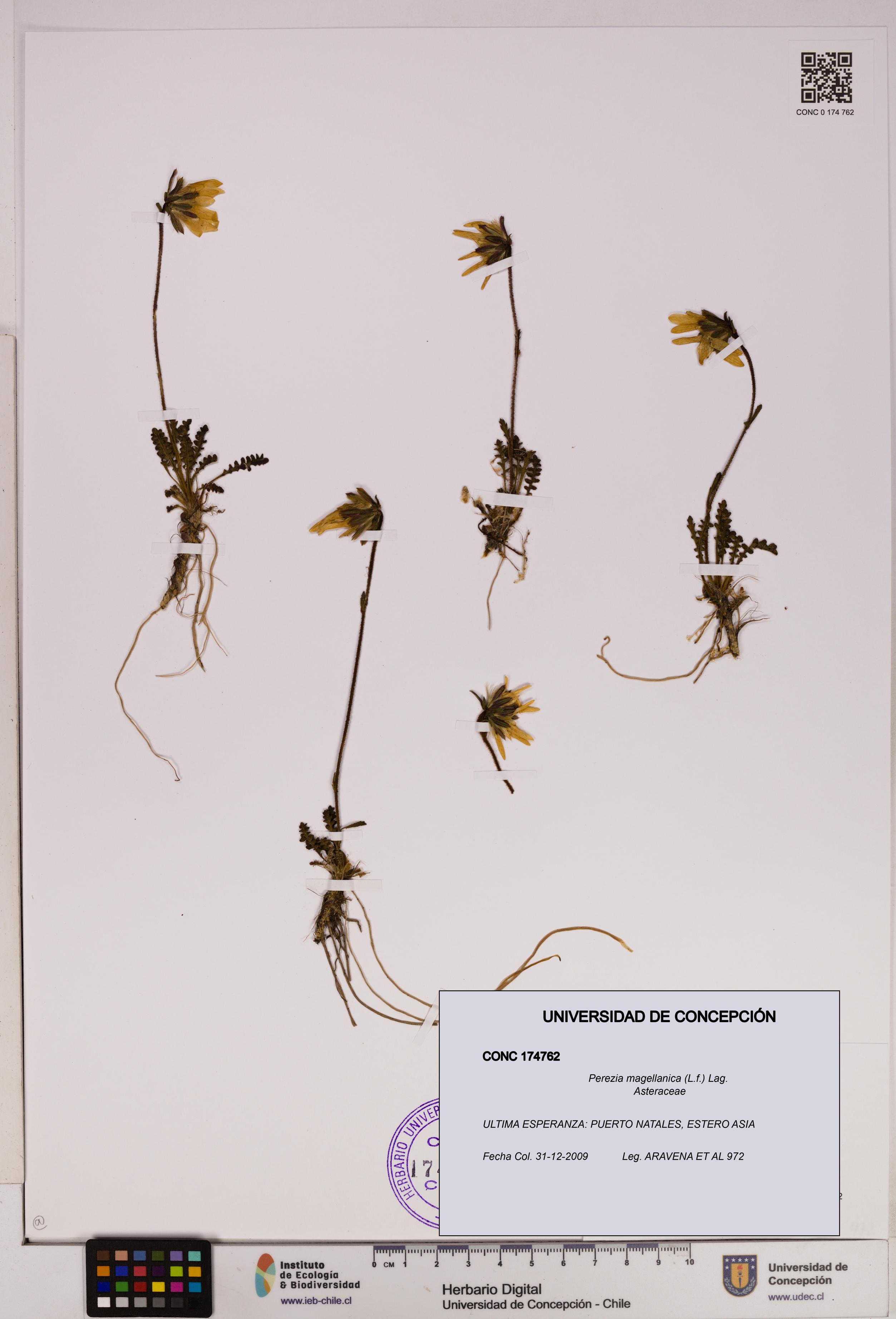 Perezia magellanica [Espécimen: UDEC:CONC:0174762]
