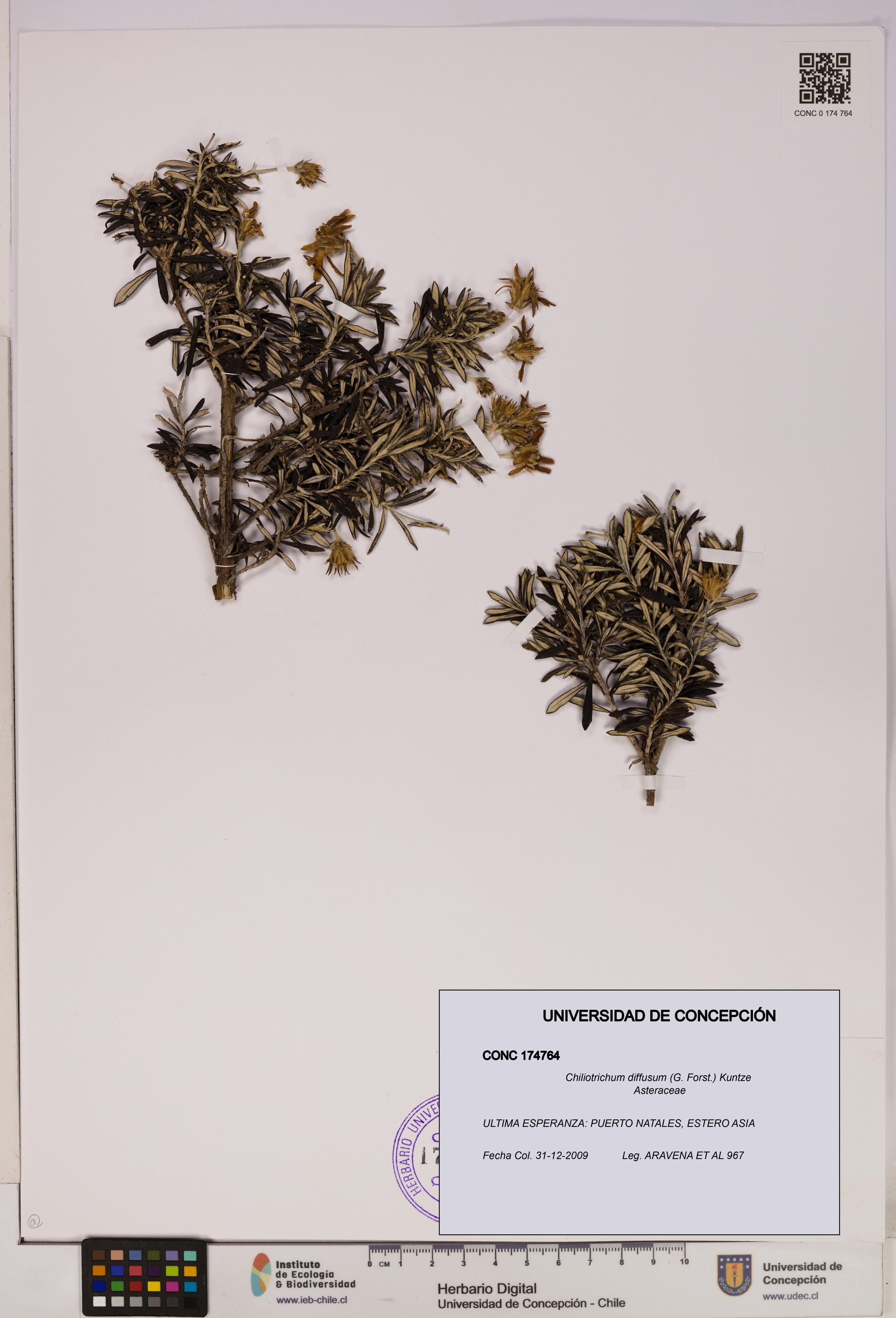 Chiliotrichum diffusum [Espécimen: UDEC:CONC:0174764]