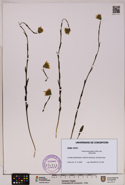 Perezia lactucoides [Espécimen: UDEC:CONC:0174771]