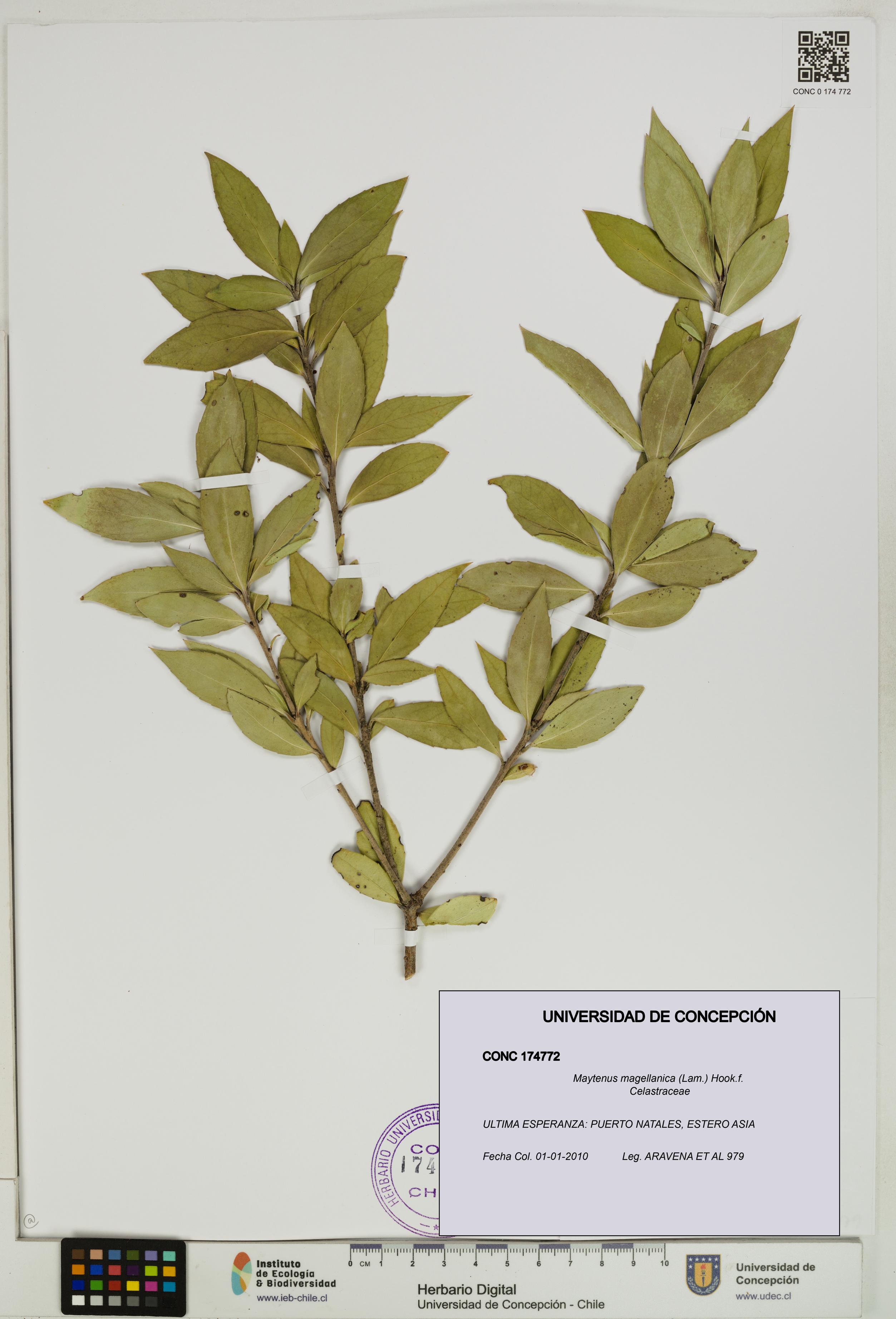 Maytenus magellanica [Espécimen: UDEC:CONC:0174772]