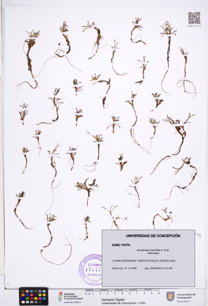 Abrotanella linearifolia [Espécimen: ]