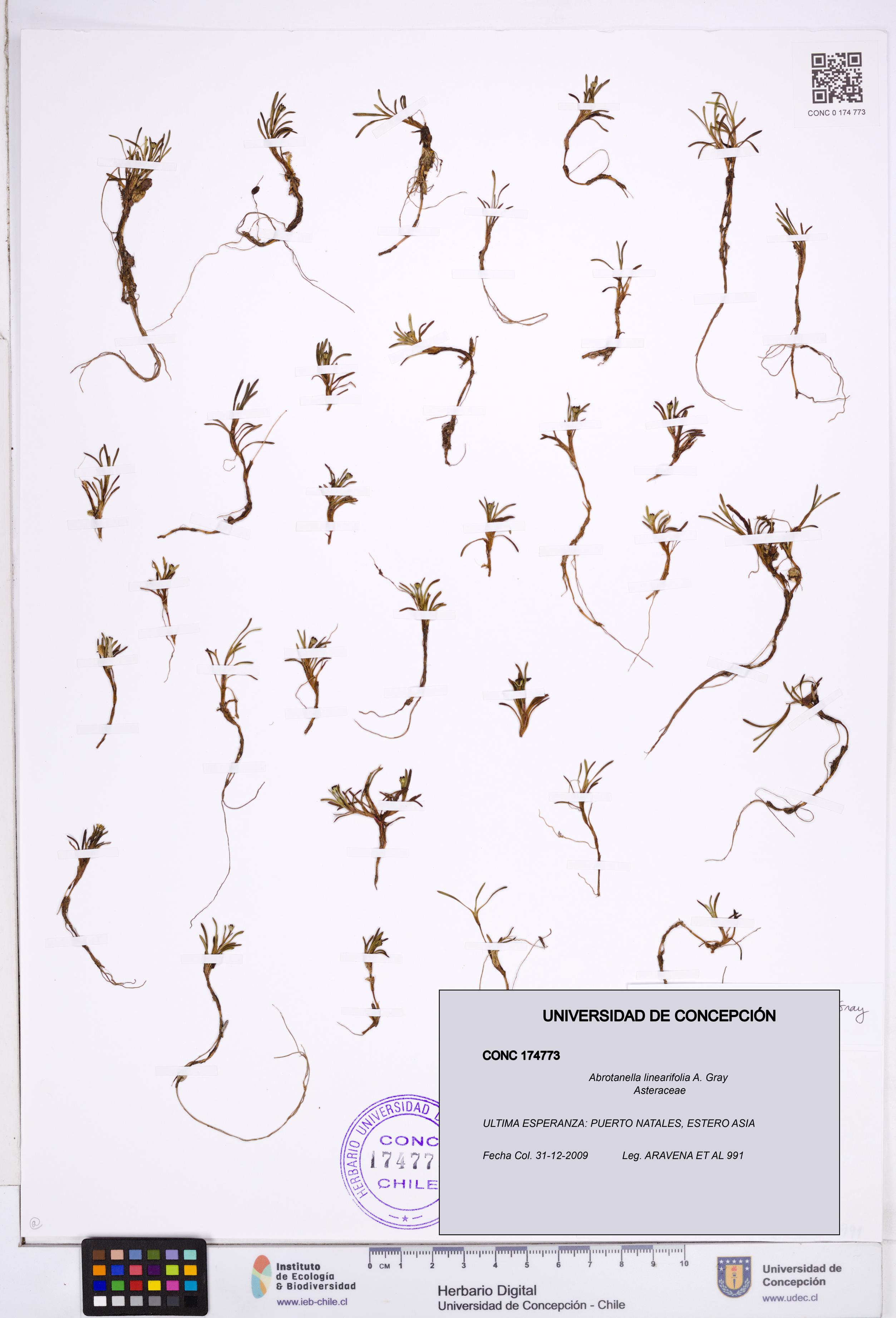 Abrotanella linearifolia [Espécimen: ]