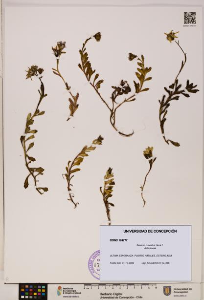 Senecio cuneatus [Espécimen: UDEC:CONC:0174777]