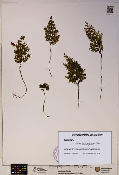 Hymenophyllum tortuosum [Espécimen: ]