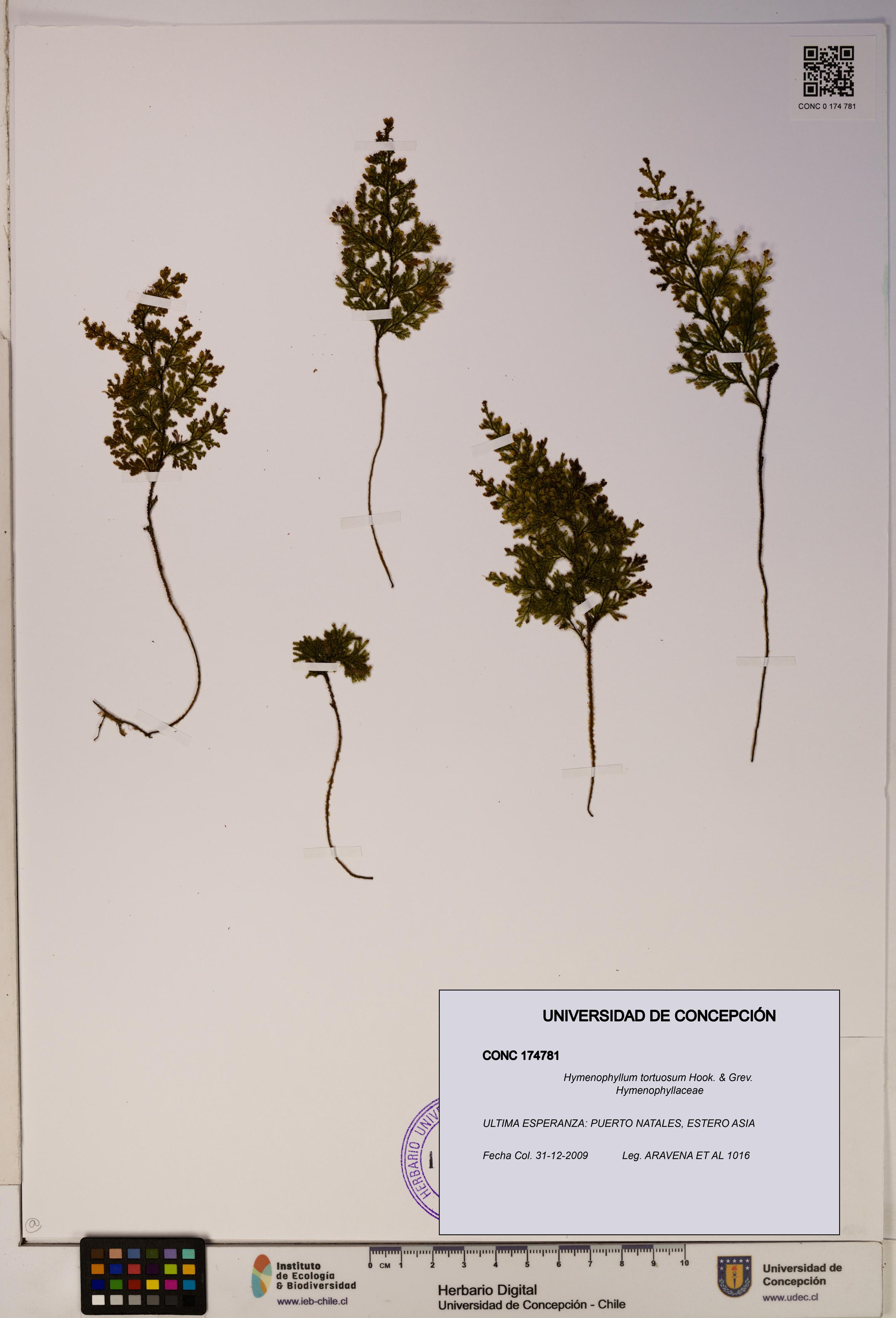 Hymenophyllum tortuosum [Espécimen: ]