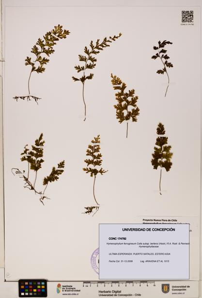Hymenophyllum ferrugineum [Espécimen: UDEC:CONC:0174782]