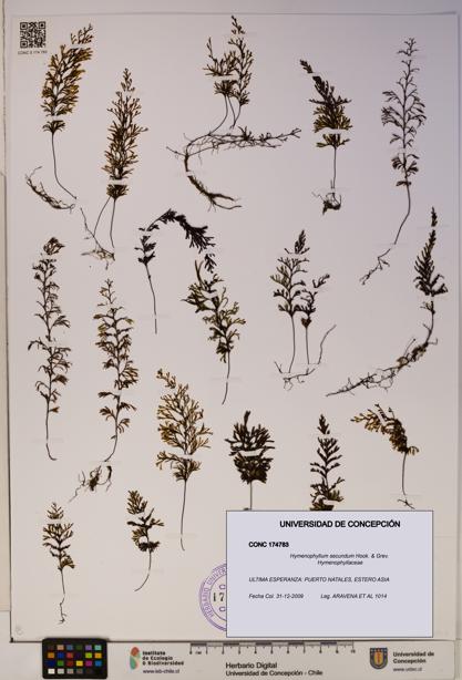 Hymenophyllum secundum [Espécimen: ]