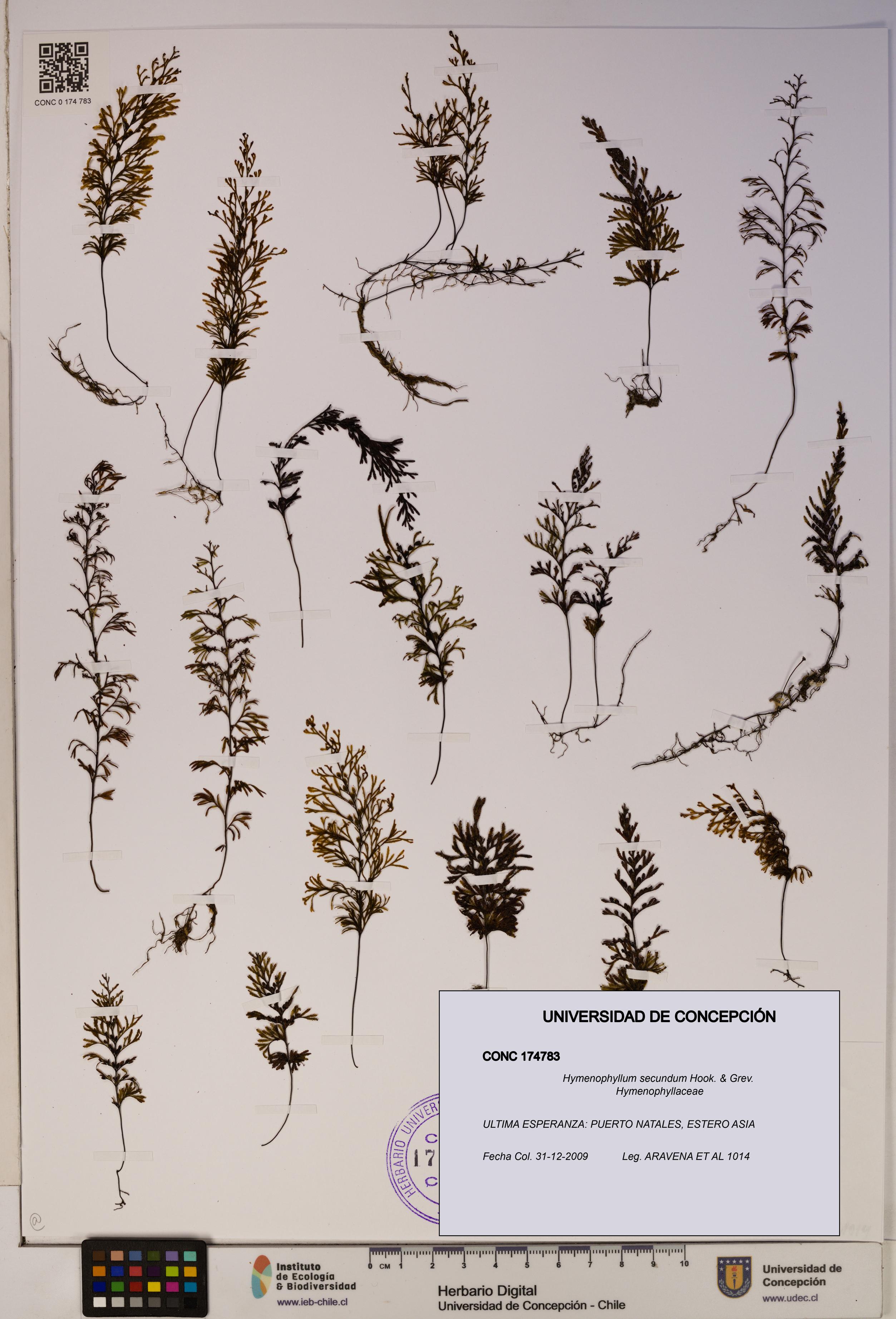 Hymenophyllum secundum [Espécimen: ]