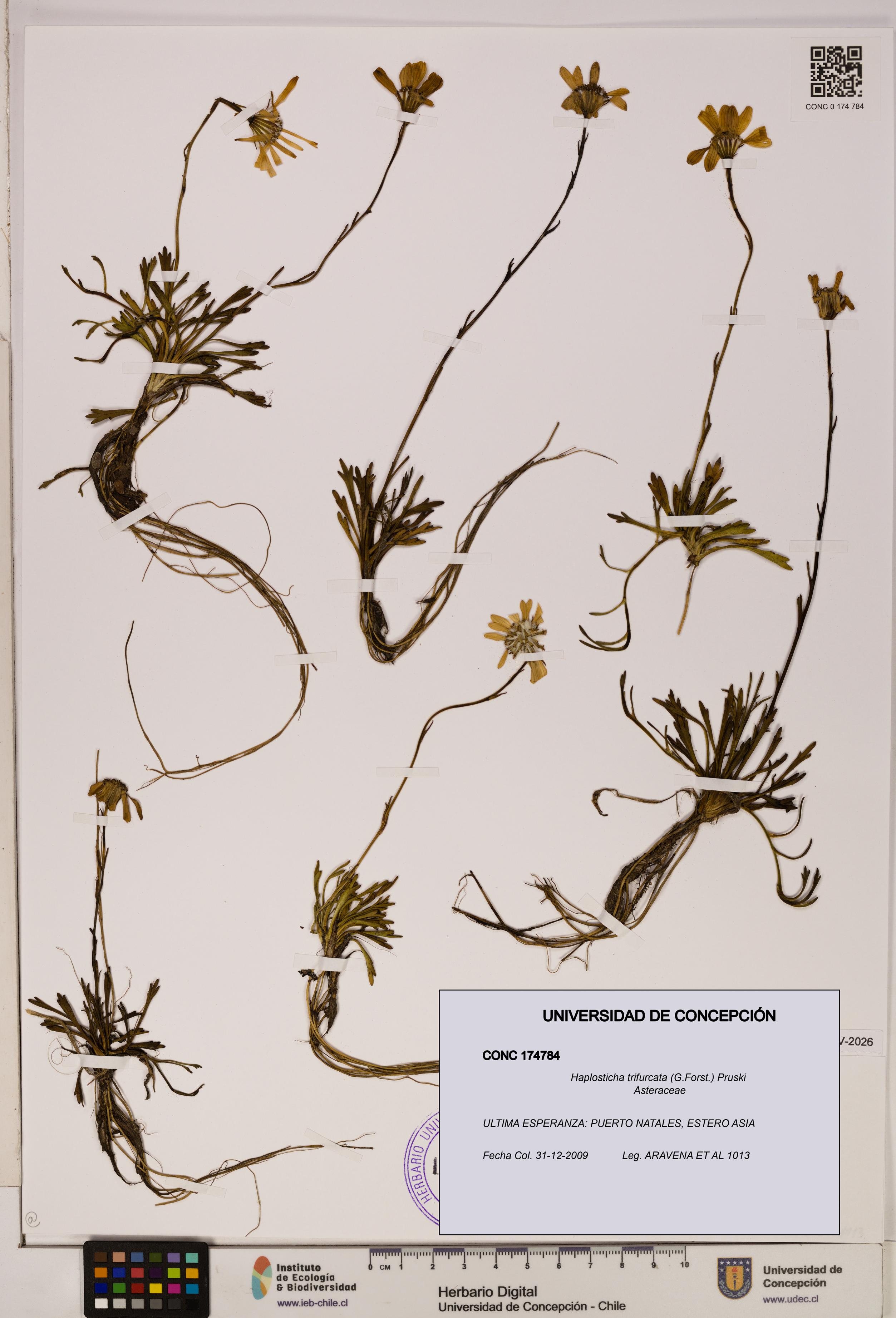 Haplosticha trifurcata [Espécimen: UDEC:CONC:0174784]