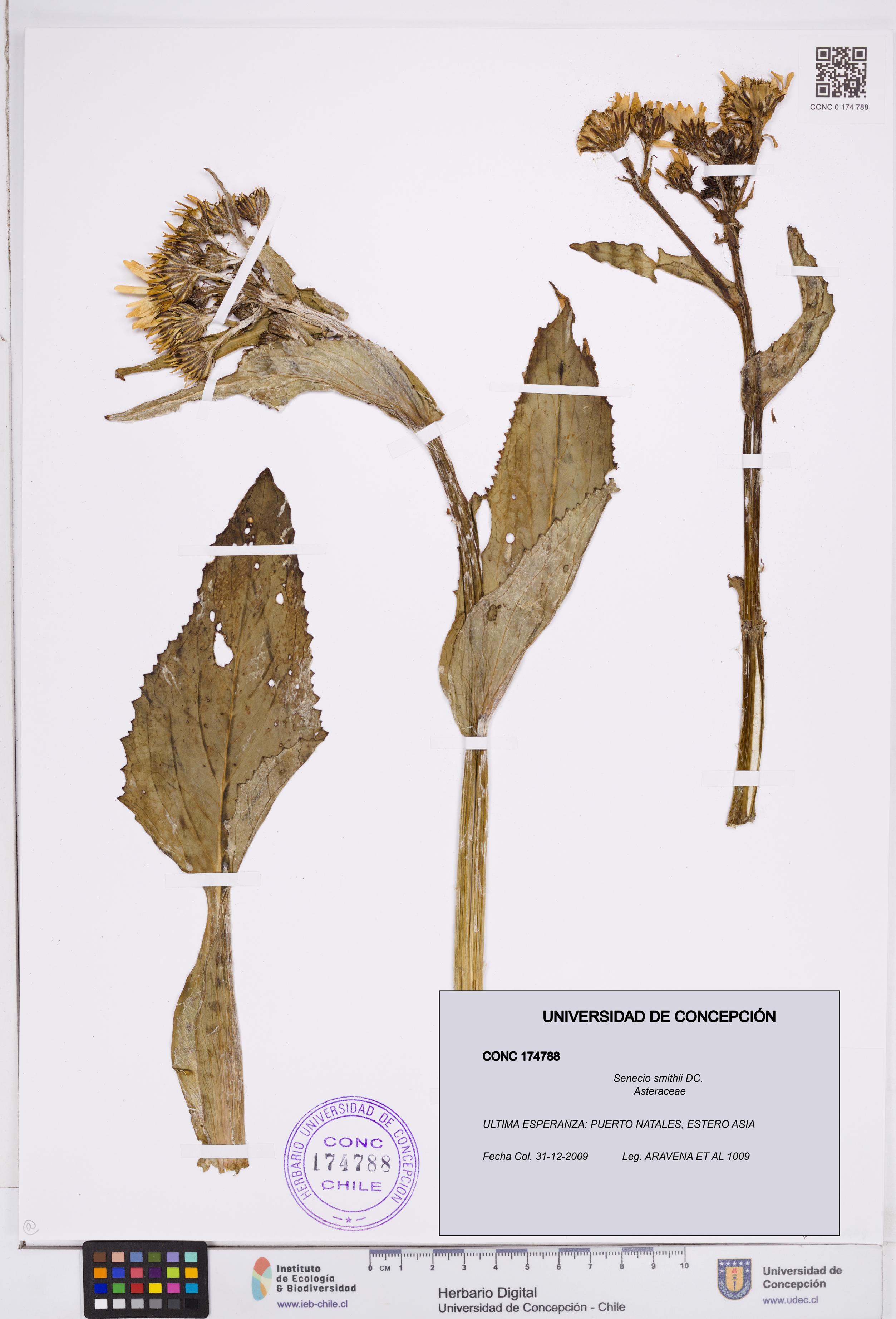 Senecio smithii [Espécimen: ]