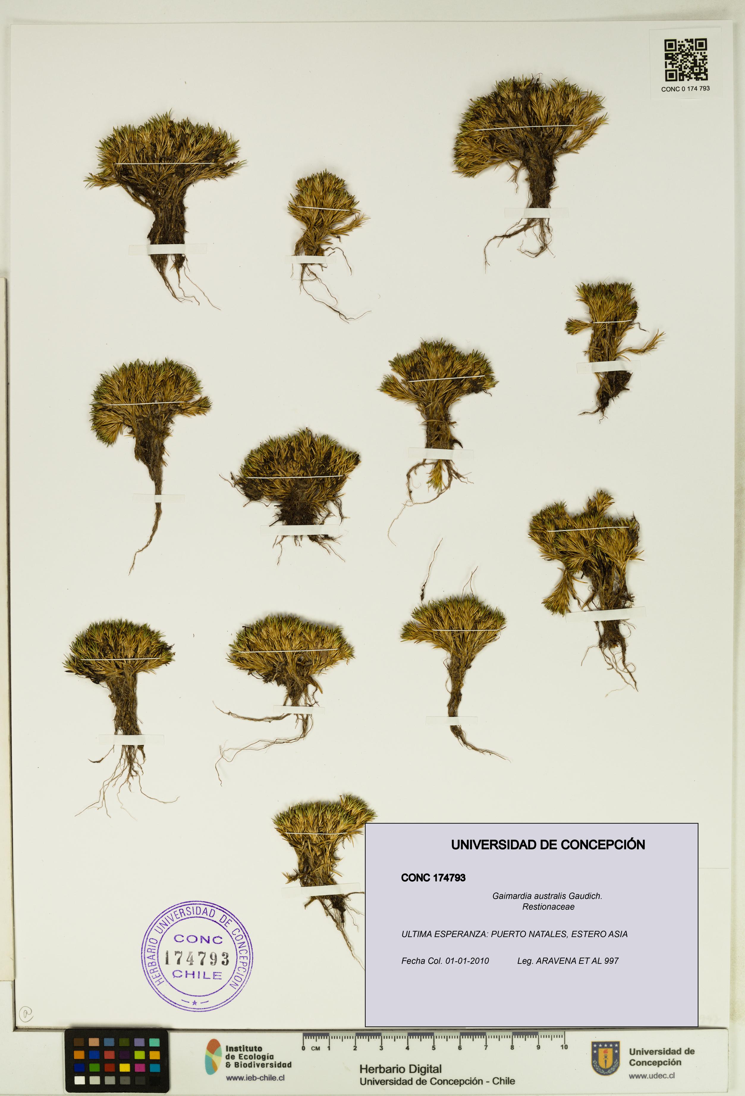 Gaimardia australis [Espécimen: UDEC:CONC:0174793]