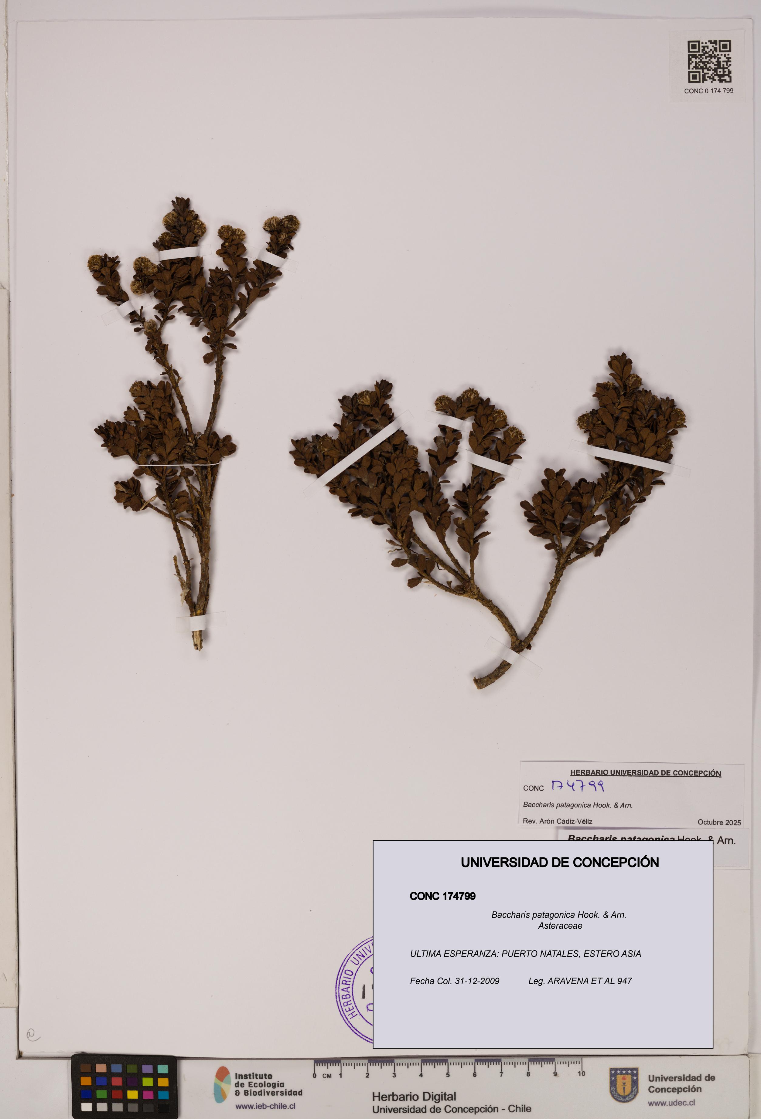 Baccharis patagonica [Espécimen: UDEC:CONC:0174799]