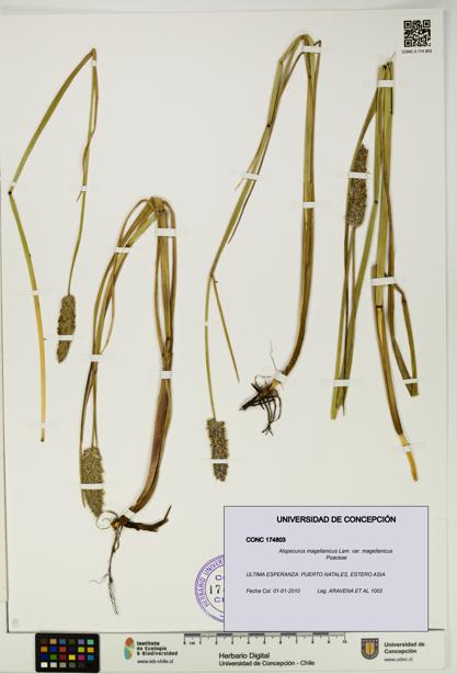 Alopecurus magellanicus var. magellanicus [Espécimen: UDEC:CONC:0174803]