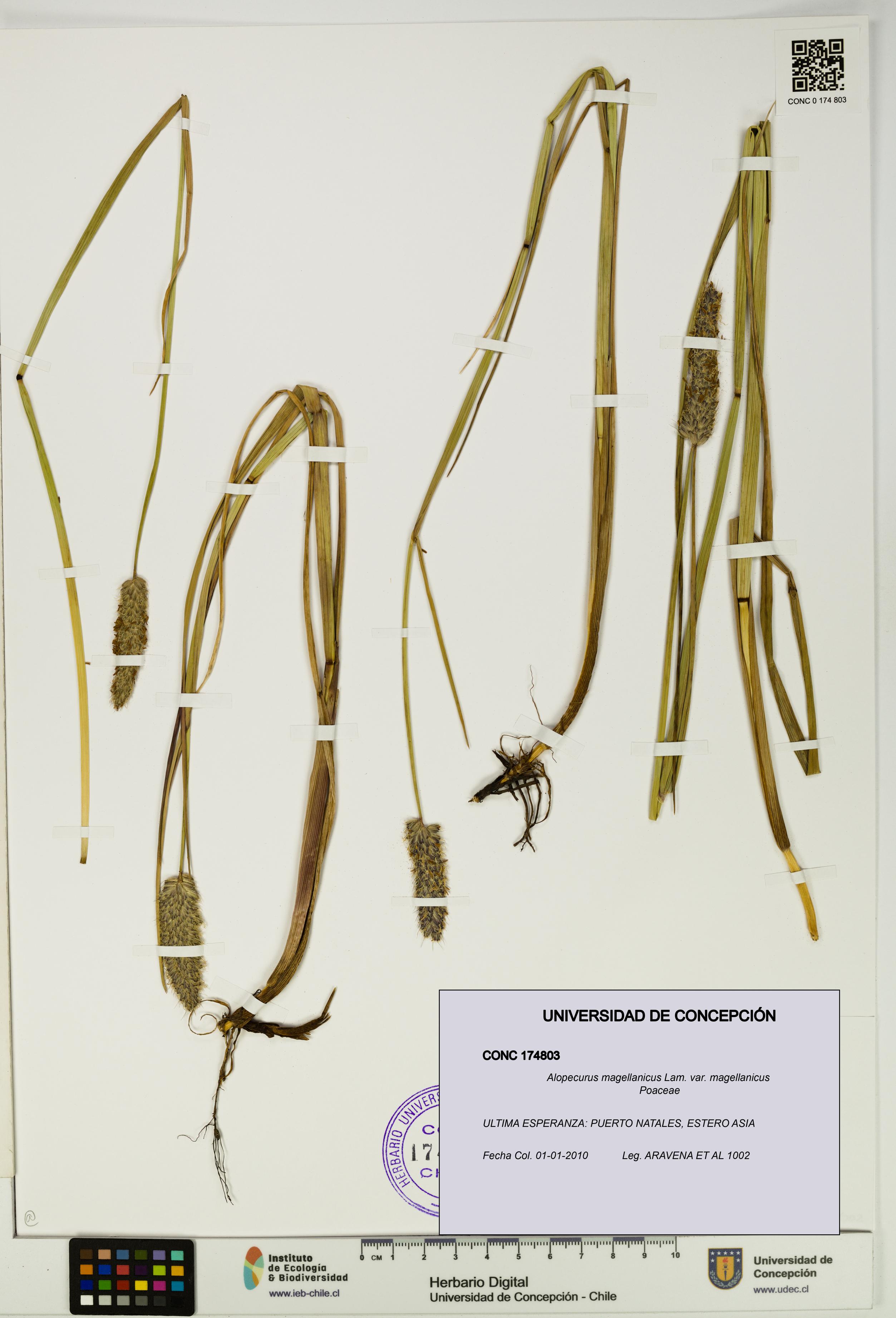 Alopecurus magellanicus var. magellanicus [Espécimen: UDEC:CONC:0174803]